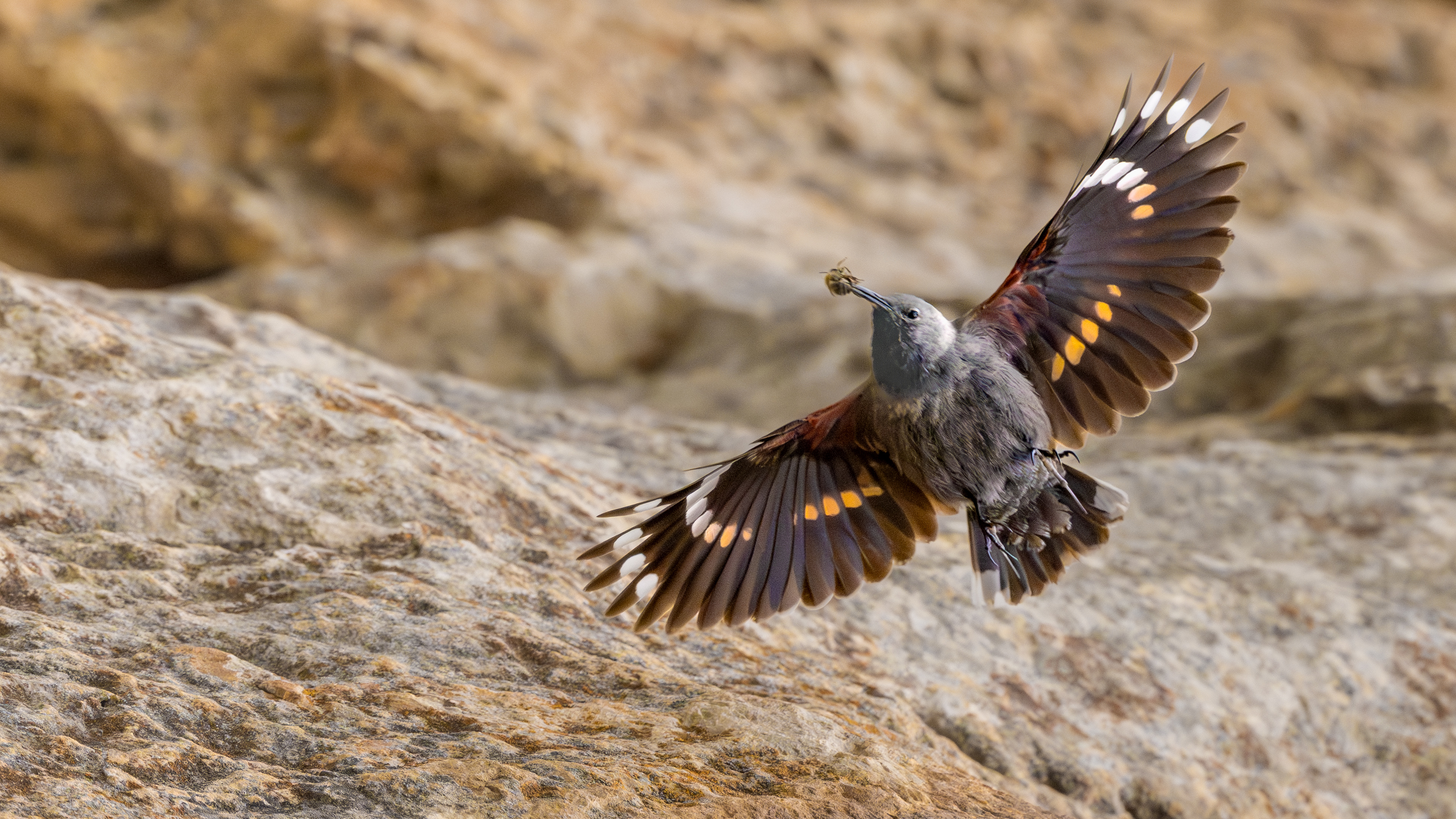 Wallcreeper